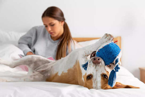 Common Types of Dog Aller