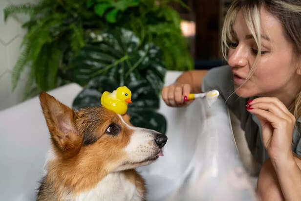 Signs and Symptoms of Dog