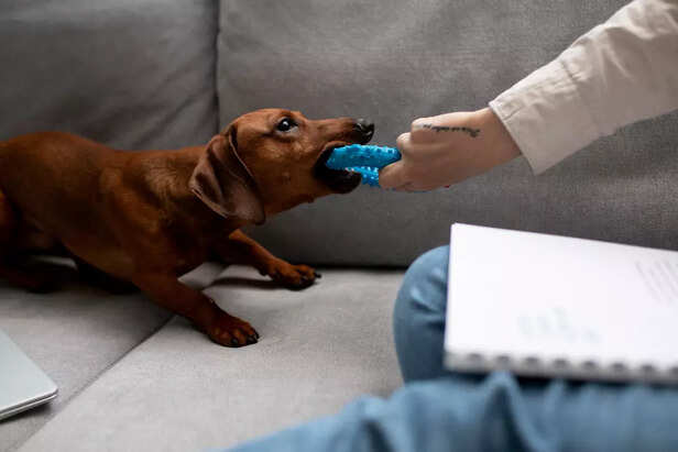 Options for Dog Allergies