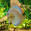 5 Smart Aquarium Fishes That Will Amaze You