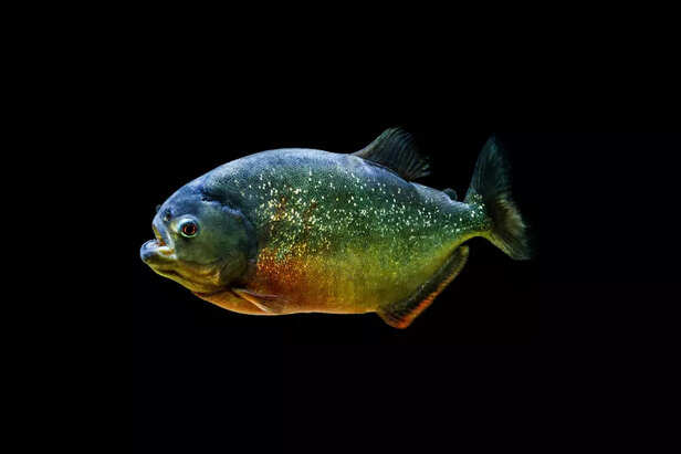 Oscar Fish
