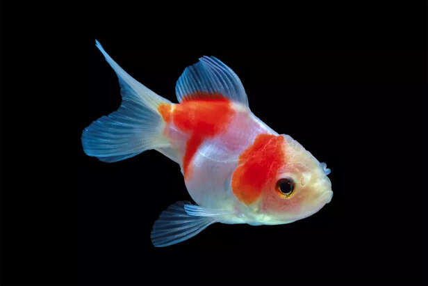 Goldfish