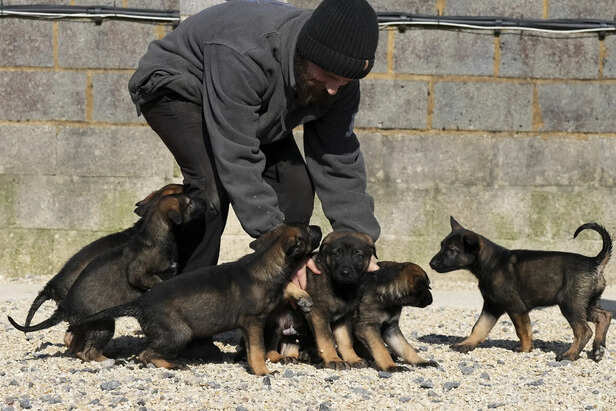 Family for a Labrador Pup