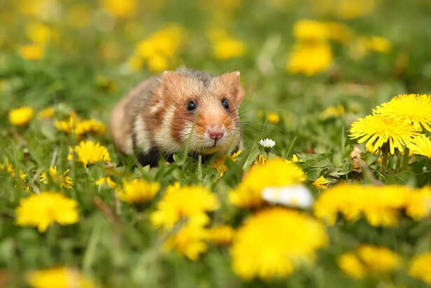 Hamsters Are Nighttime Cr