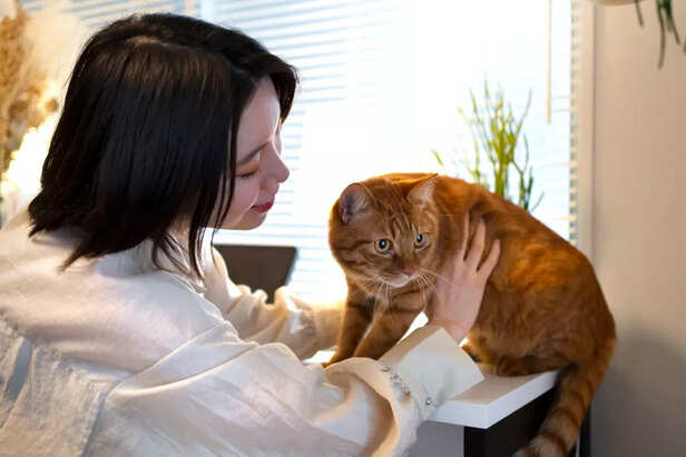 Cat Body Language