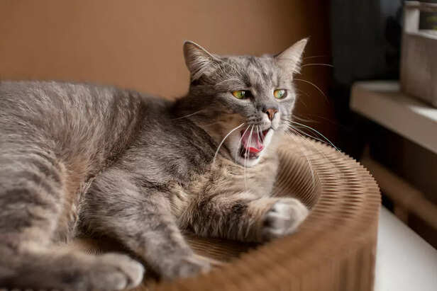 Cat Body Language