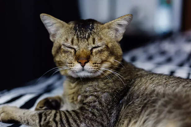 Cat Body Language