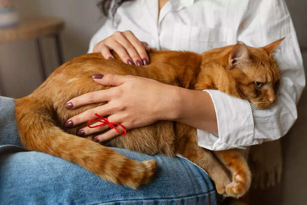 Early Signs of Cat Pregna