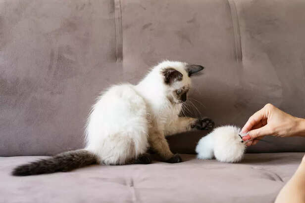 Stages of Cat Pregnancy