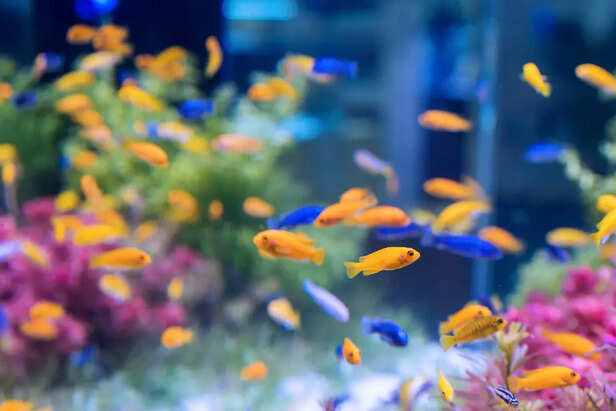 Aquarium in the New Locat