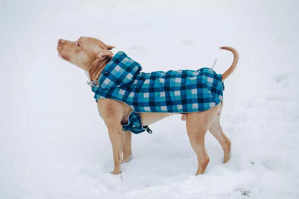 Dog Needs a Coat