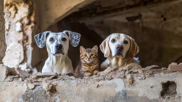 Cats and Other Pets Who T