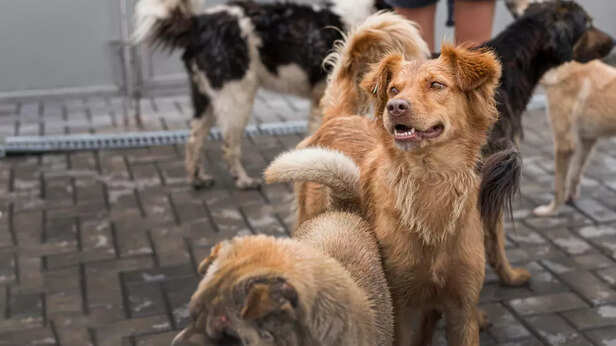 Certain Dog Breeds Are Ba