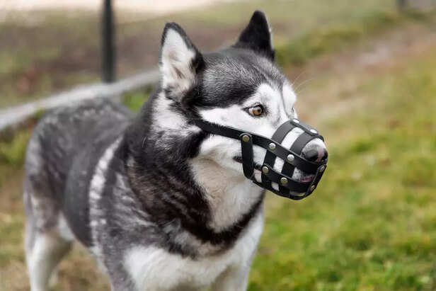 List of Dog Breeds Banned