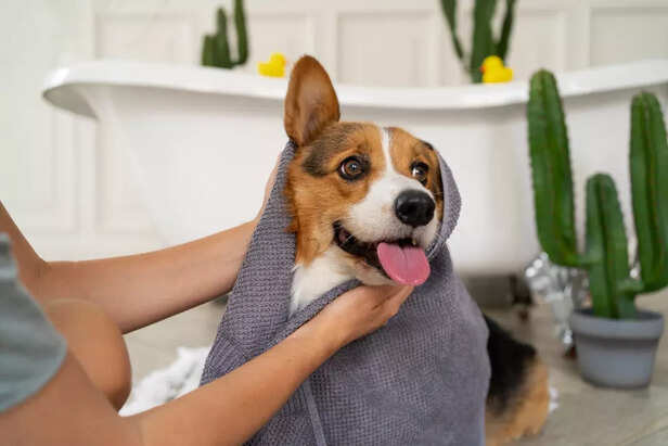 Monsoon Pet Care is Essen