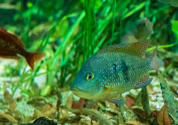 Seven Fish That Can Stay 
