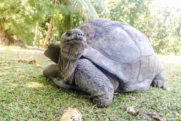 Alagba the Sacred Tortois