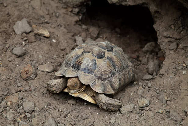 Other Turtles That Have D