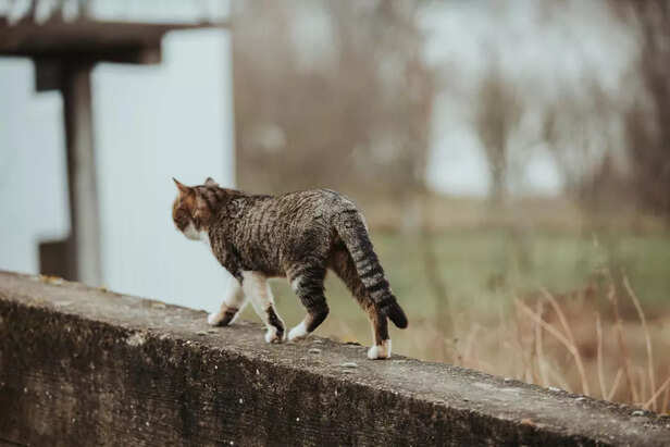 Hunting Instinct Behind E