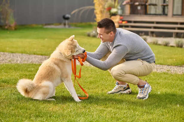 Teaching Your Dog to High