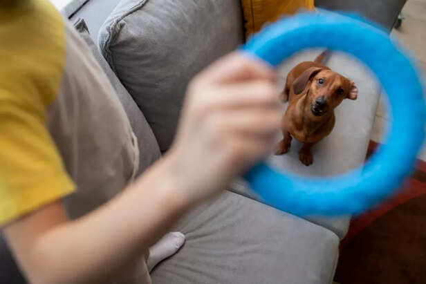 Dog to Spin in a Circle