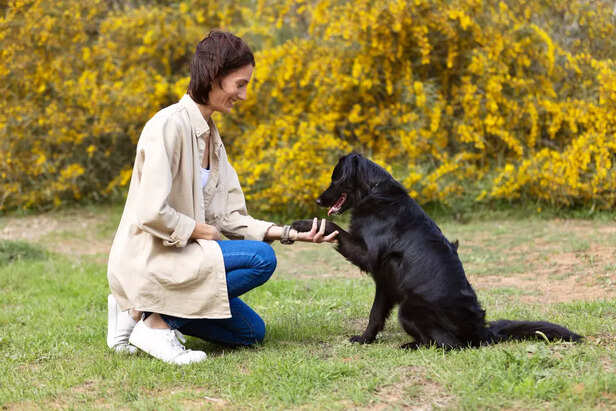 Labrador