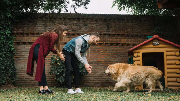 Golden Retriever