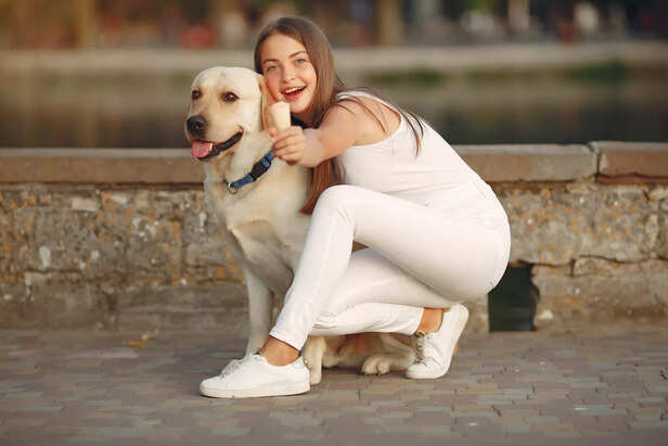 Labrador Retriever