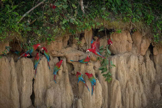 Macaws are among the most