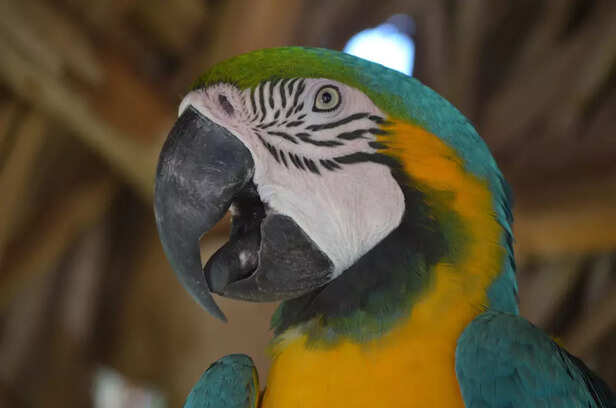 colors of macaws are as u