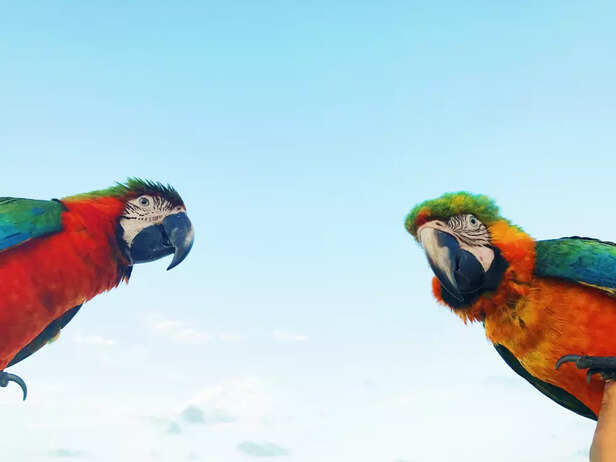 Macaw is a colorful giant
