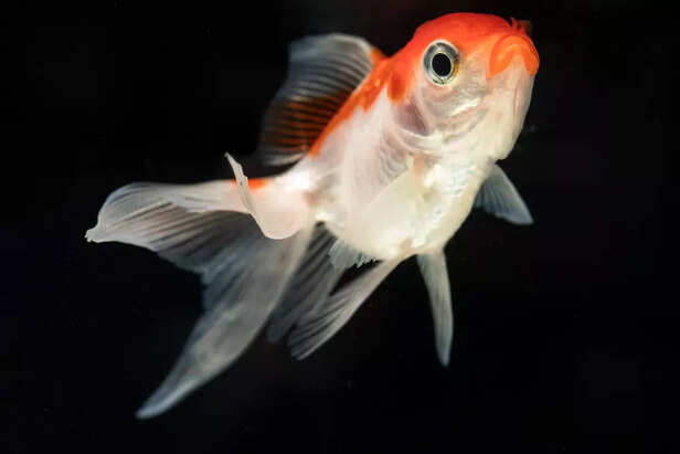 Shubunkin Goldfish