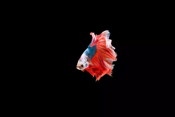Fantail Goldfish