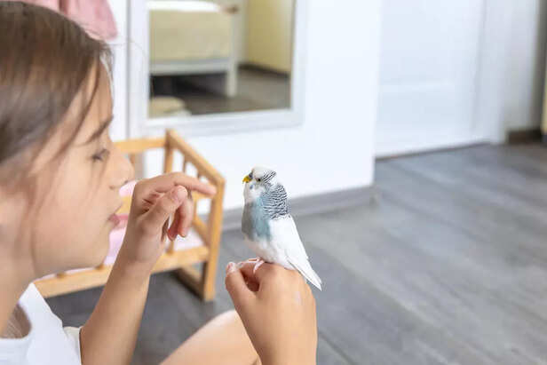 Trim your bird’s nails sa