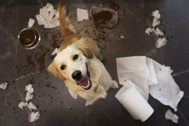 Golden Retriever making a