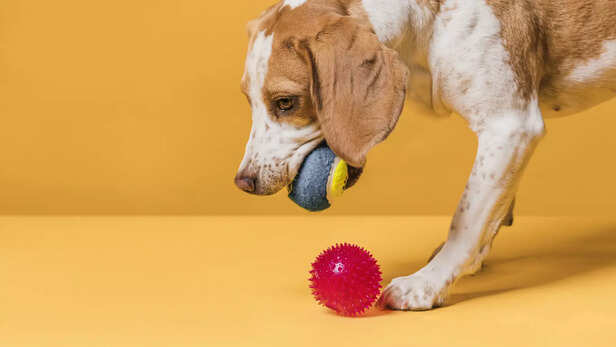 Dog playing with ball