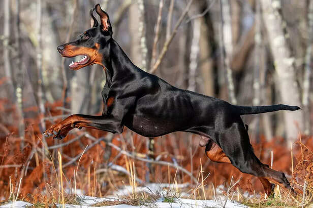 Doberman at every stage o