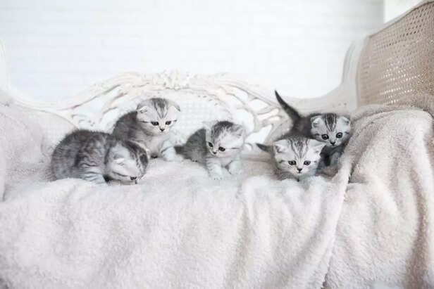 birth of kittens