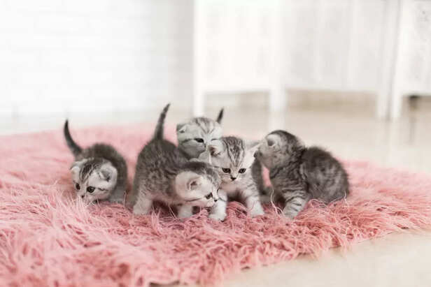 How to care for kittens a