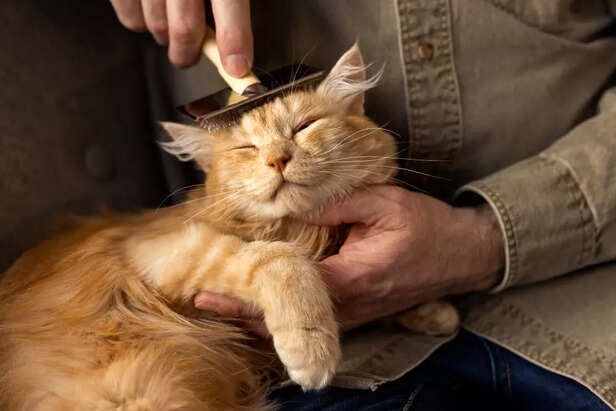 Cat during Pregnancy