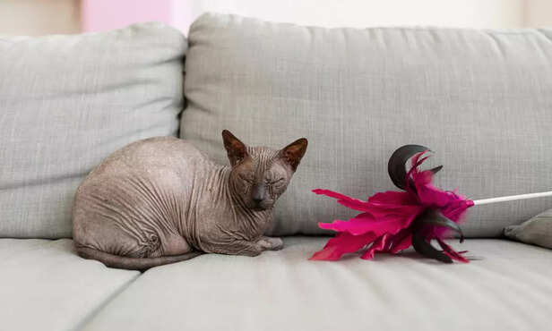 Donskoy cat