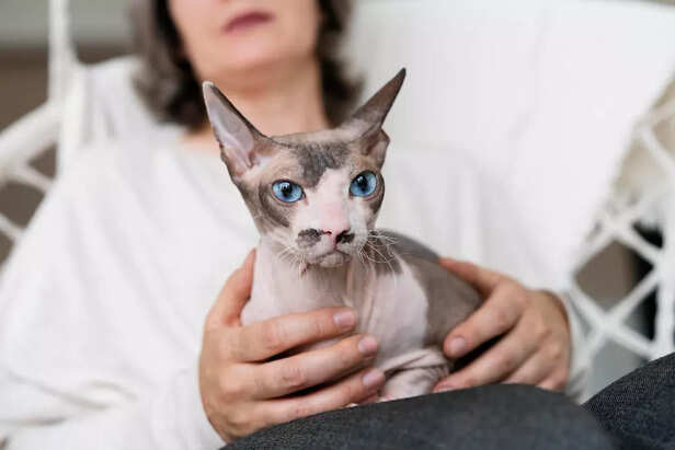 Elf cat