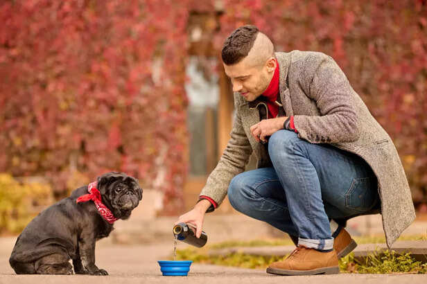 dogs develop begging habi