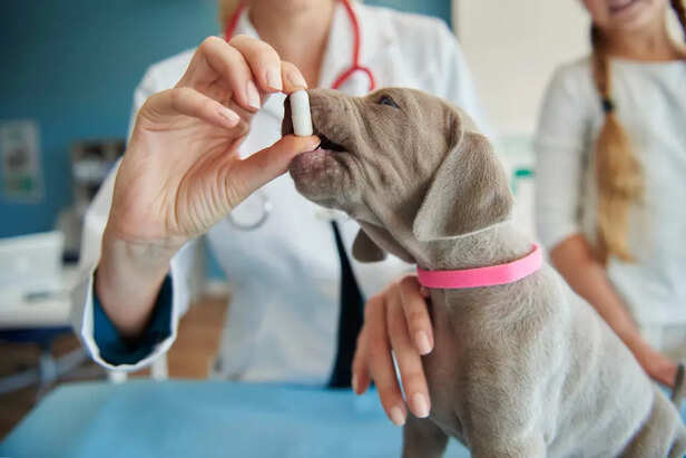 dog’s health
