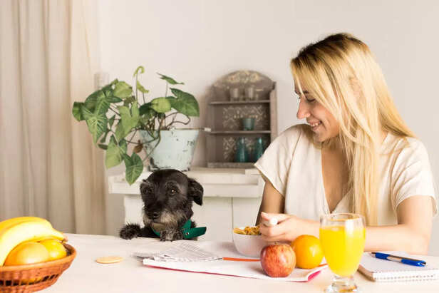 What to do if your dog ea