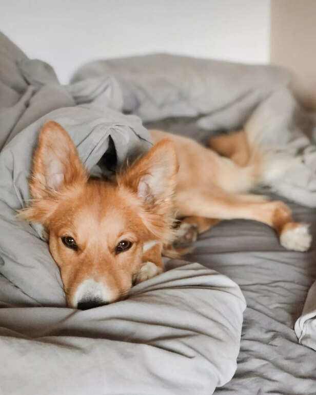 dog .