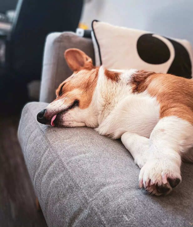 sofa sleeping .