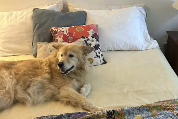 Should you let pets sleep
