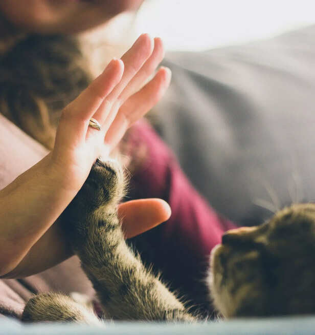 Pet Parent bonding with P