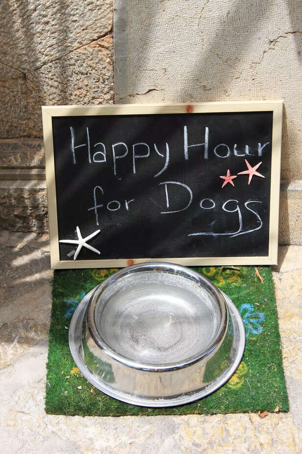 food bowl